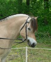 200807101501_finn01